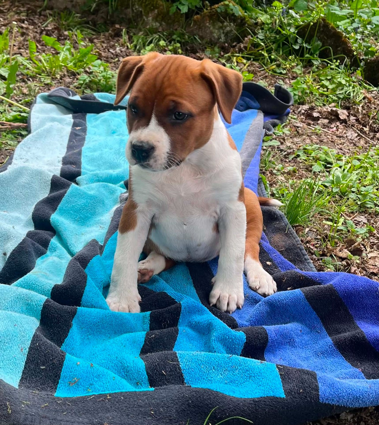 Soul And Steel - American Staffordshire Terrier - Portée née le 11/03/2026